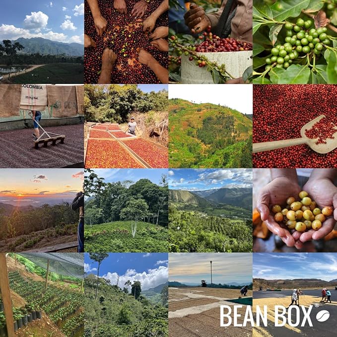 Sunset Decaf - Roasted by Methodical Roasting - Whole Bean Coffee - 12 Ounce Bag