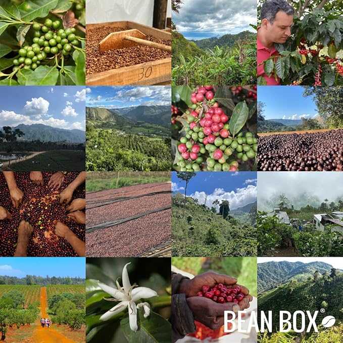 Bean Box Coffee Sampler - Single Origin, 2-Pack, Whole Bean, Gourmet Coffee