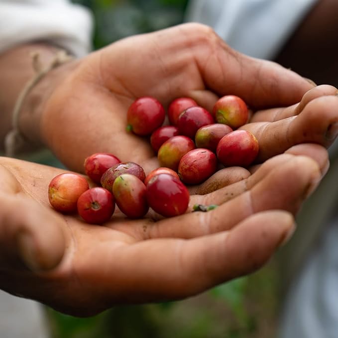 The Younger Brothers Trading Co. Kogi Coffee | Indigenous Wild Grown Whole Bean | Ethically Sourced Single Origin Colombian Coffee | Kogi Espresso Roast | (12oz Bag)