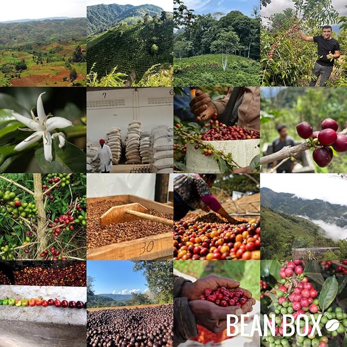 Sombra - Roasted by Devocion - Whole Bean Coffee - 12 Ounce Bag