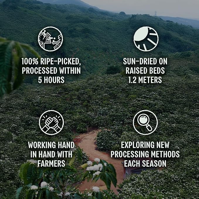 BAZAN COFFEE – Vietnamese Fine Robusta, Premium Medium Roast Whole Bean, Single Origin Specialty Coffee, 100% Natural, Anaerobic Fermented, Tropical Flavor Notes of Durian, Honey & Caramel, 12oz Bag