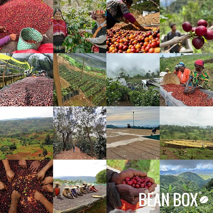 Late Night - Roasted by Methodical Roasting - Whole Bean Coffee - 2 Pound Bag