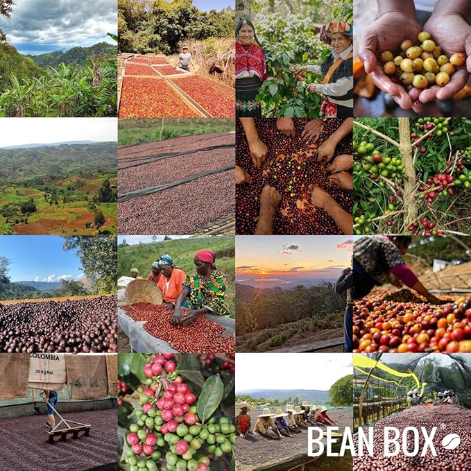 Bean Box Coffee Sampler - Curator's Choice, 2-Pack, Whole Bean, Gourmet Coffee