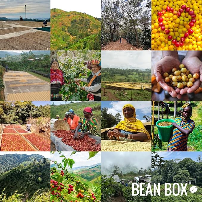 Bean Box Coffee Sampler - Explore Ethiopia, 2-Pack, Whole Bean, Gourmet Coffee